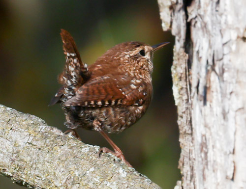 Winter Wren