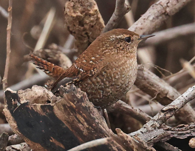 Winter Wren