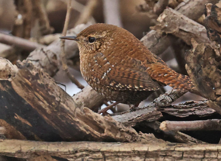 Winter Wren