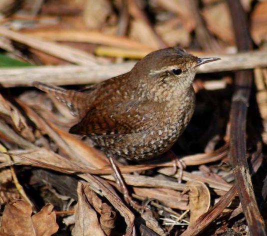 Winter Wren