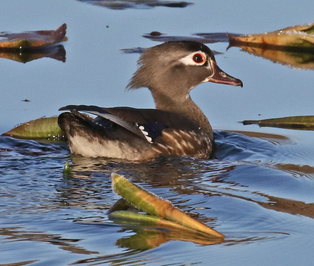 Wood Duck Photo 1