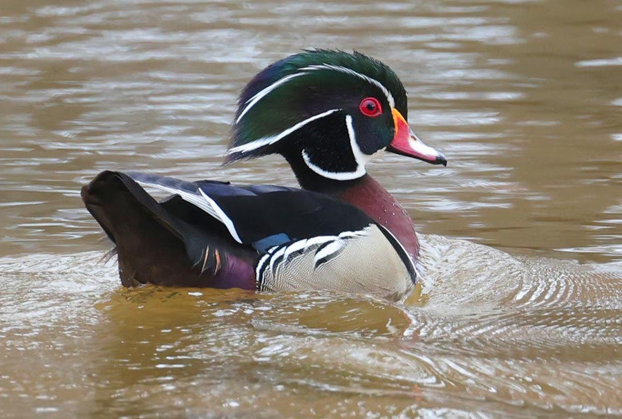 Wood Duck Photo 2