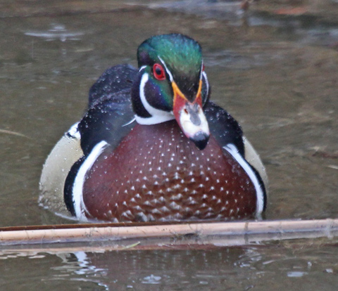 Wood Duck Photo 6