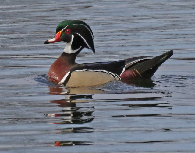 Wood Duck Photo 3