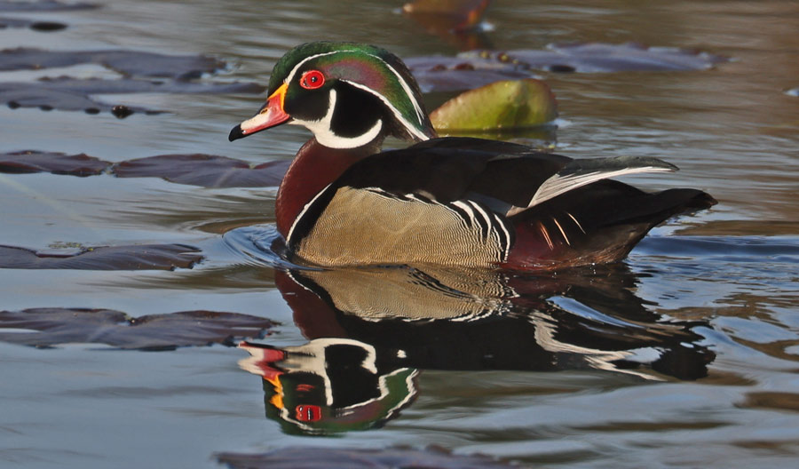 Wood Duck Photo 1