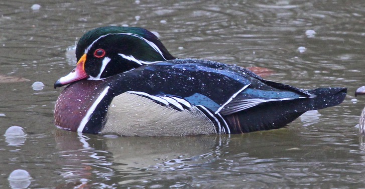 Wood Duck Photo 7