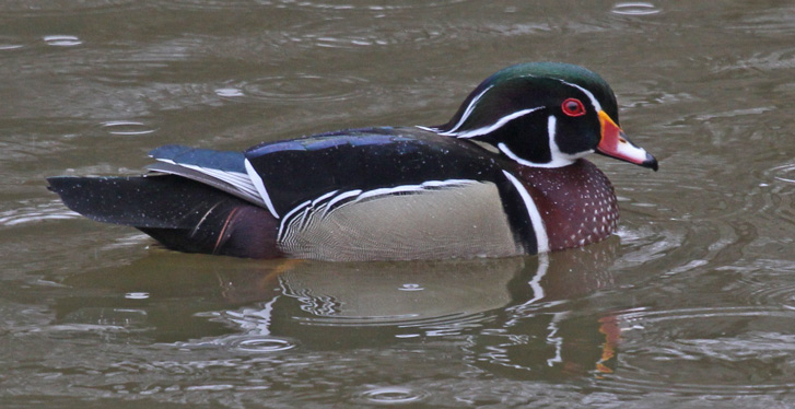 Wood Duck Photo 4