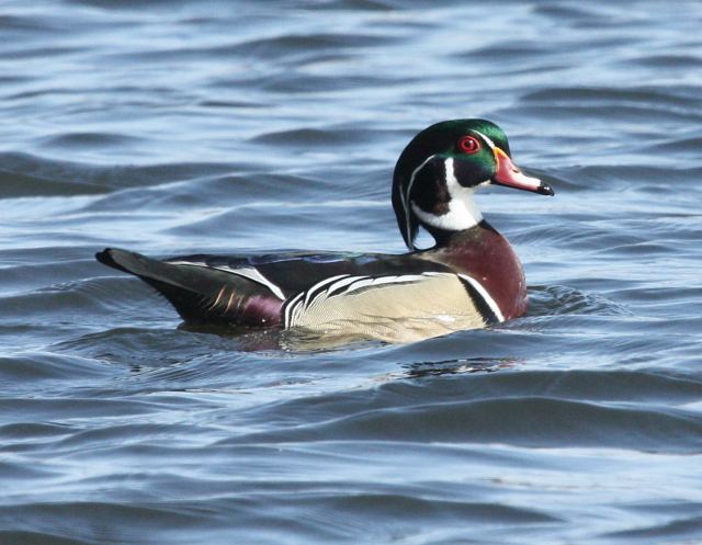 Wood Duck Photo 9