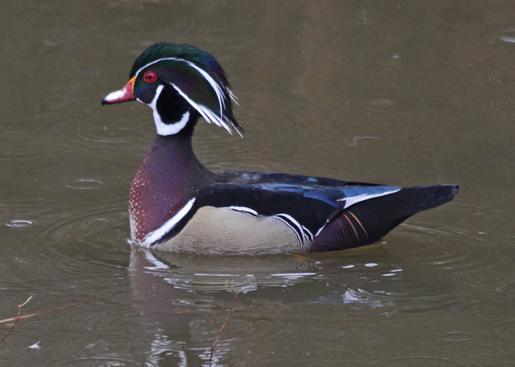 Wood Duck Photo 5