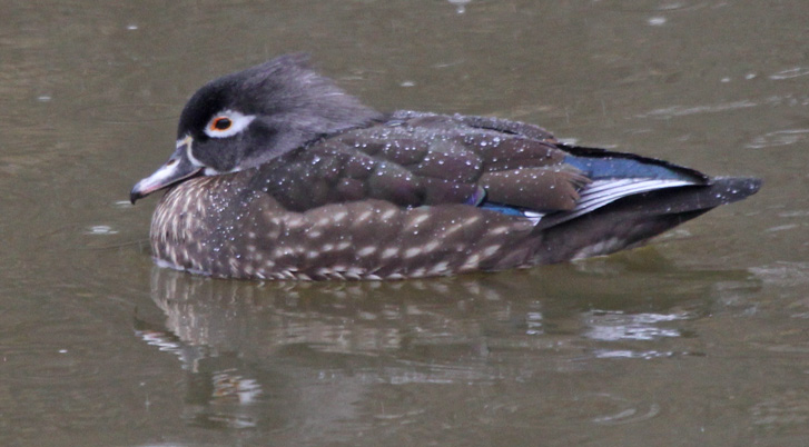 Wood Duck Photo 4