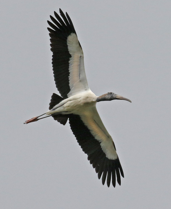 Wood Stork (adult in flight)
