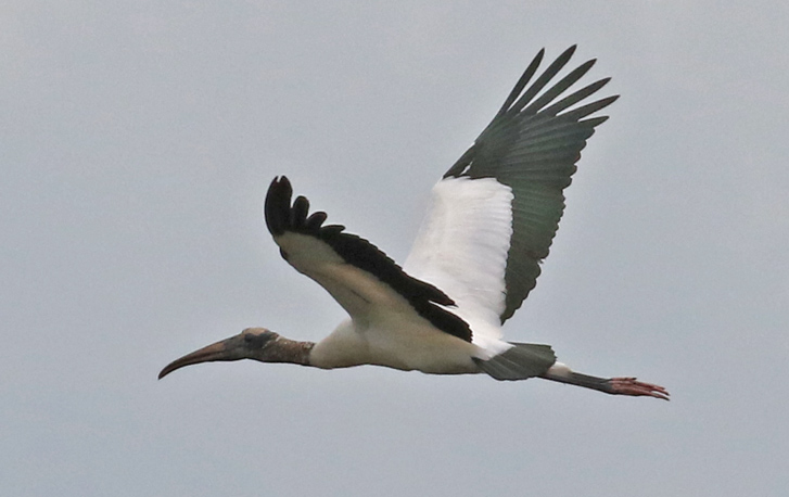 Wood Stork (adult in flight)