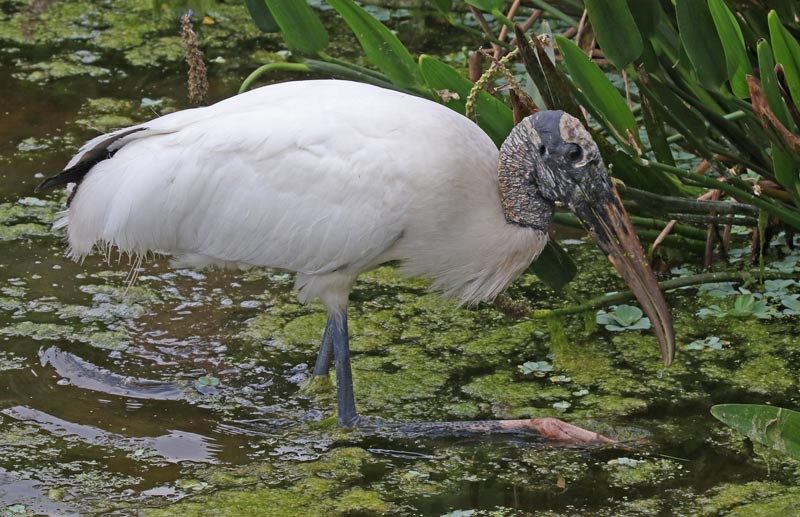 Wood Stork (adult)