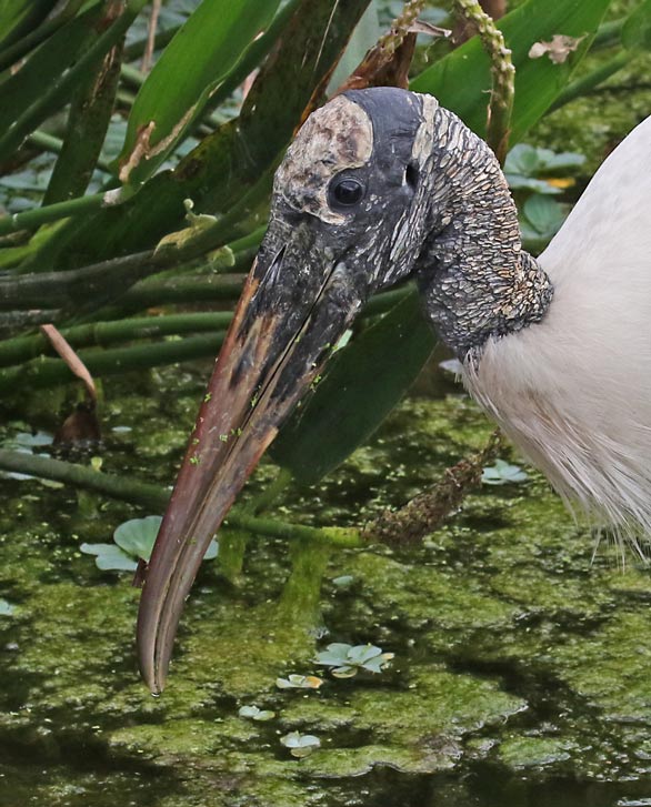 Wood Stork (adult)