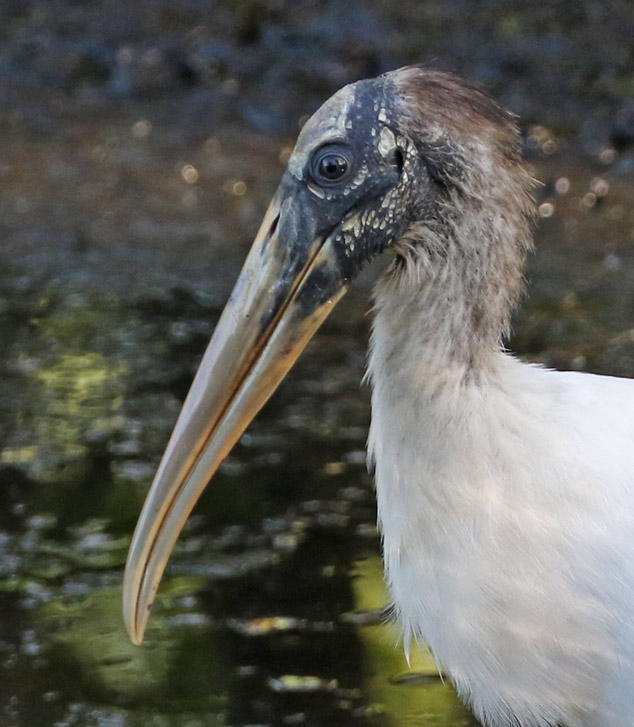 Wood Stork (adult)