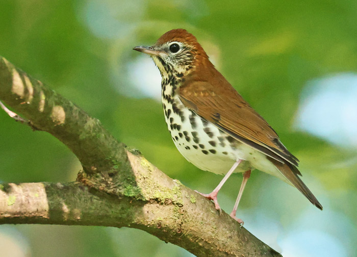 Wood Thrush