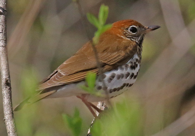 Wood Thrush