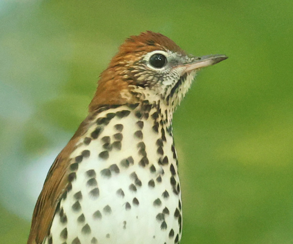 Wood Thrush