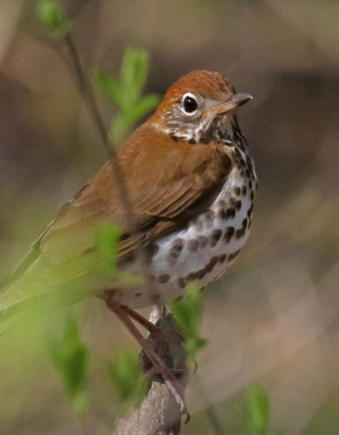 Wood Thrush