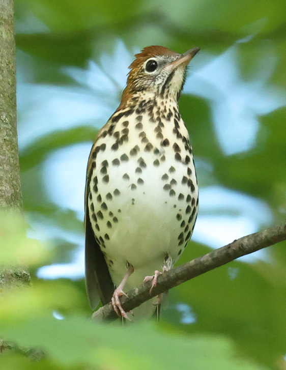Wood Thrush