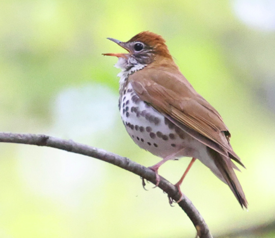Wood Thrush