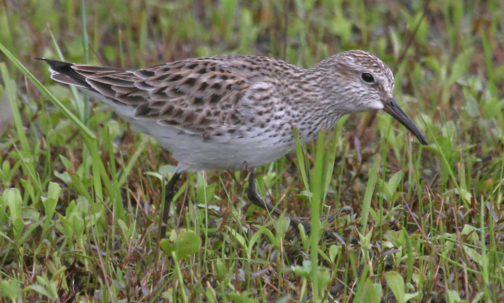White-rumped Sandpiper Photo 1