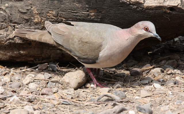White-tipped Dove