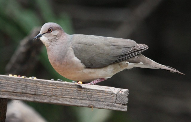 White-tipped Dove