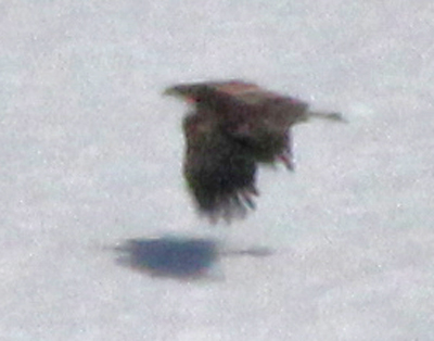 White-tailed Eagle