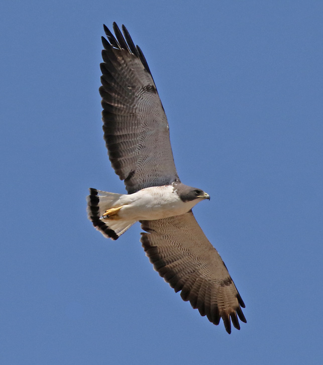 White-tailed Hawk (adult in flight)