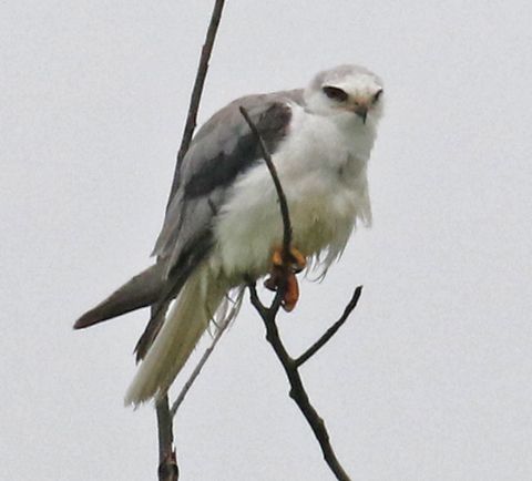 White-tailed Kite (adult)
