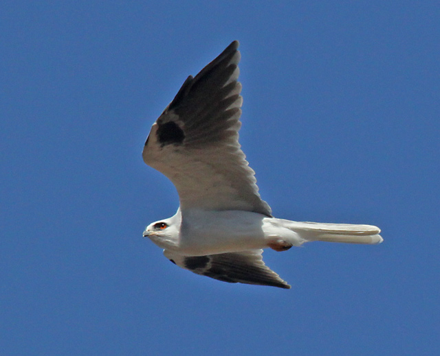 White-tailed Kite (adult)