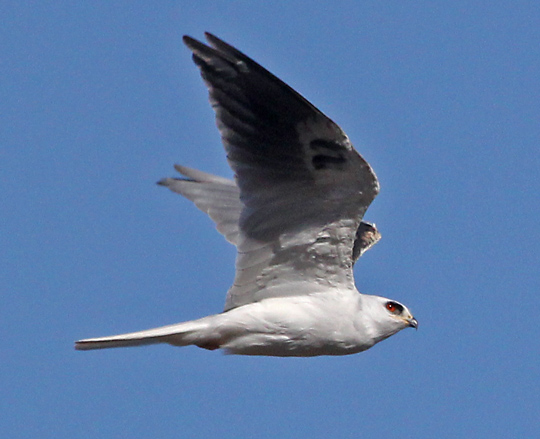 White-tailed Kite (adult)