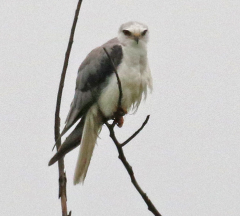 White-tailed Kite (adult)