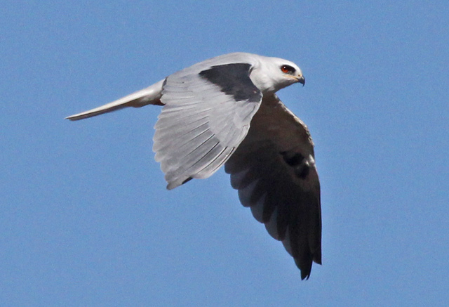 White-tailed Kite (adult)