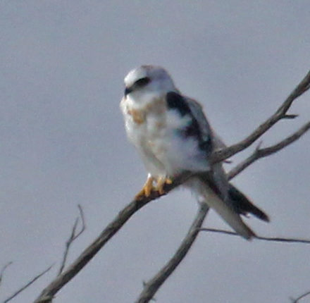 White-tailed Kite (adult)