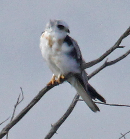 White-tailed Kite (adult)