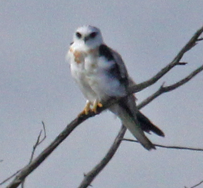 White-tailed Kite (adult)
