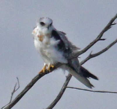 White-tailed Kite (adult)