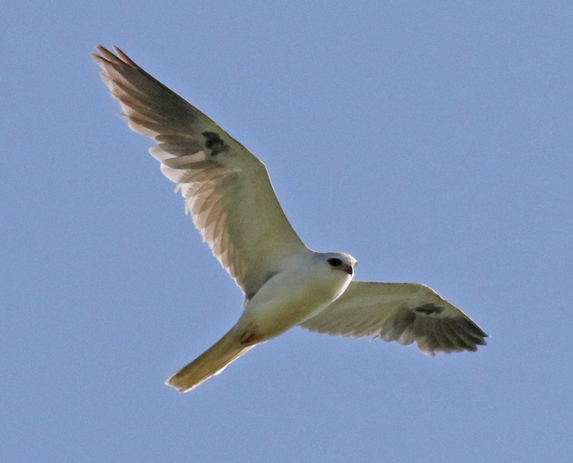 White-tailed Kite (adult)
