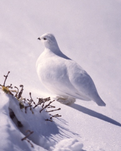 White-tailed Ptarmigan