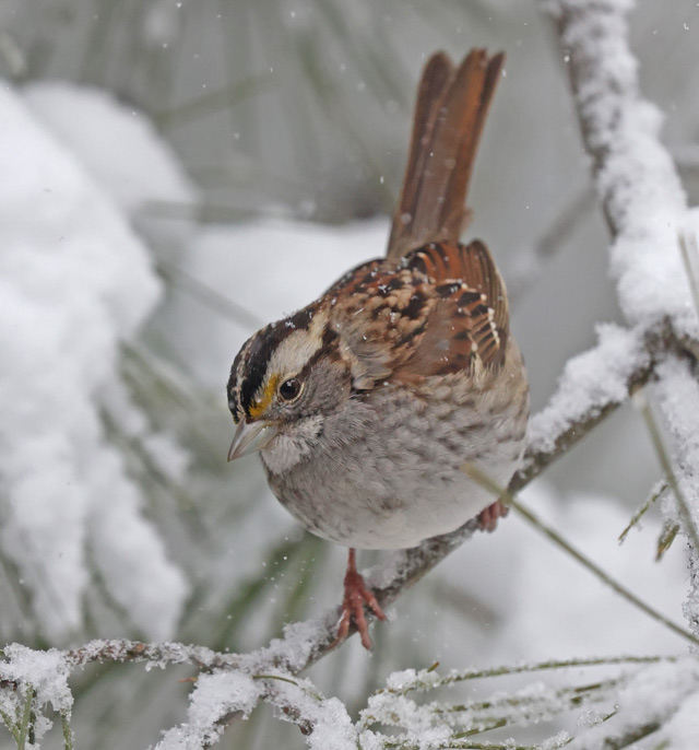 White-throated Sparrow