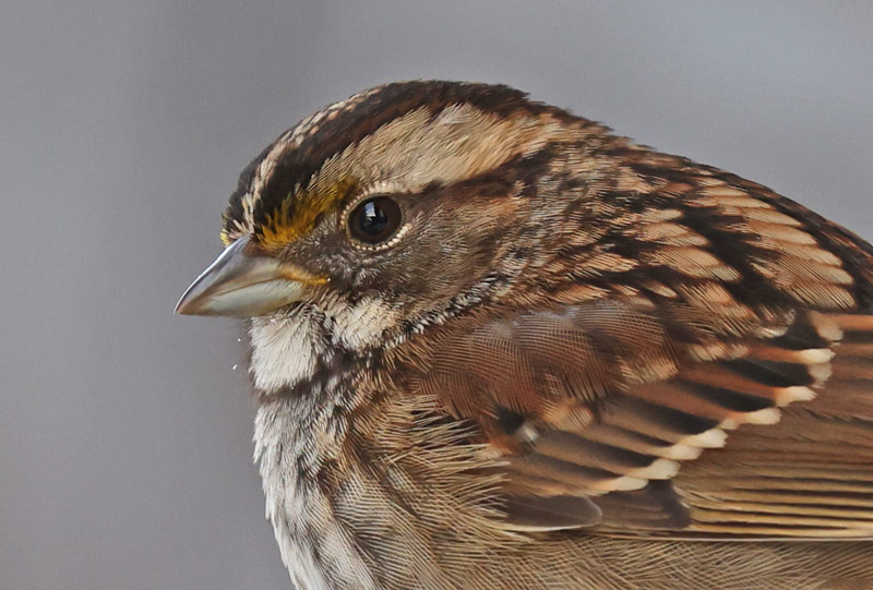 White-throated Sparrow
