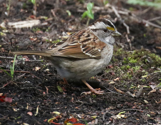 White-throated Sparrow