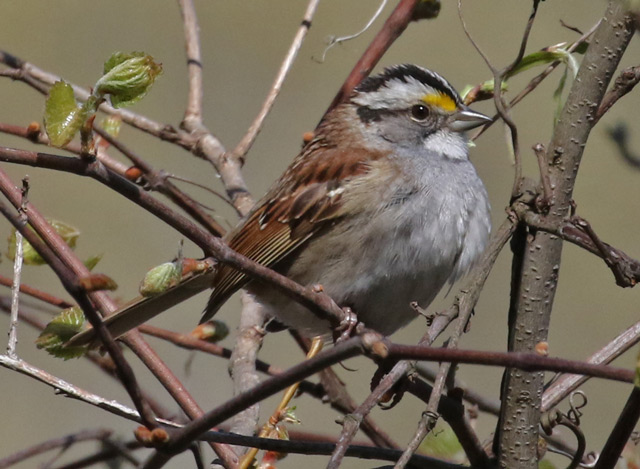 White-throated Sparrow