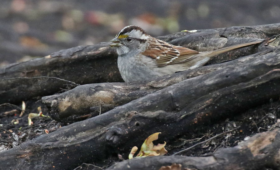 White-throated Sparrow