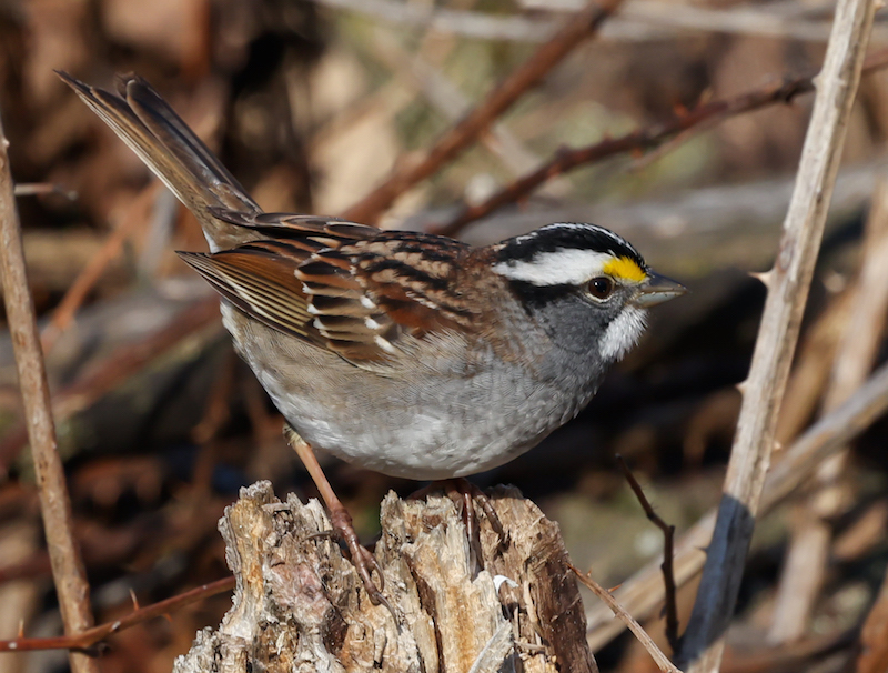 White-throated Sparrow
