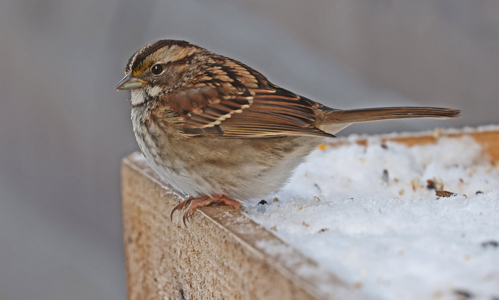 White-throated Sparrow