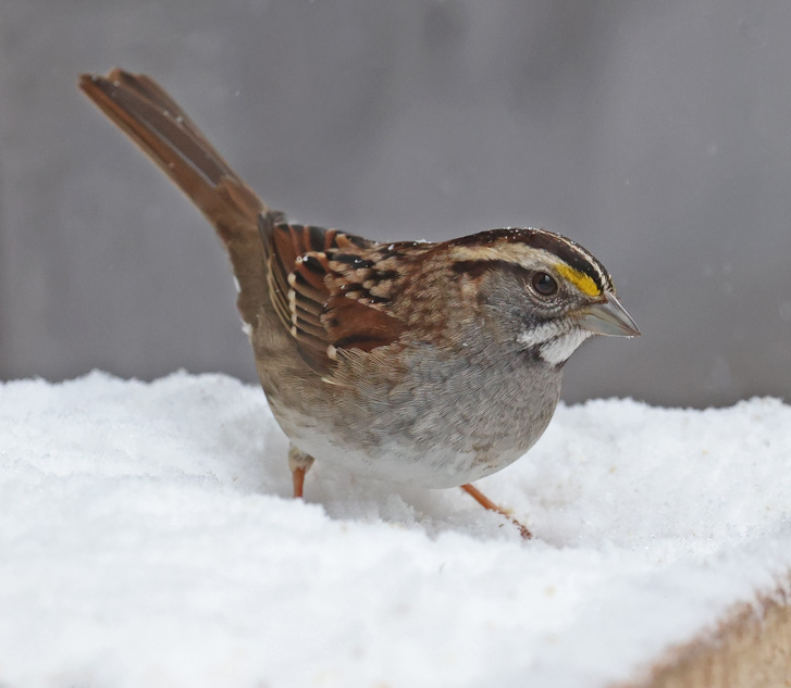 White-throated Sparrow