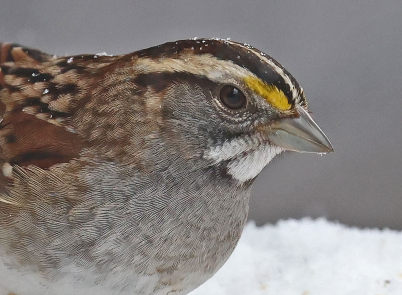 White-throated Sparrow